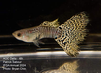 guppy aoc bicolor